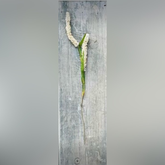 *Cream Millet Stem, 30” Bundle of 3 - Picture 8 of 10